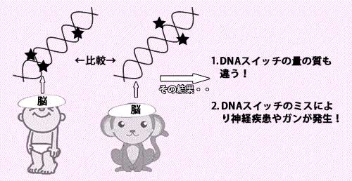 人とチンパンジーの脳DNA研究でわかったこと
