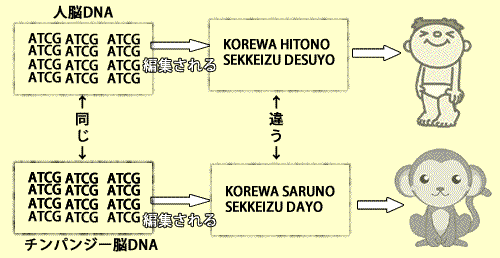 人とチンパンジーの脳DNAは、配列は同じでも編集され、違いを決定していた