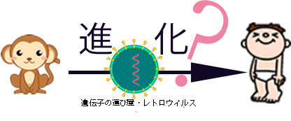 ウィルス感染で進化？
